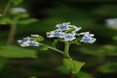 Adelocaryum coelestinum